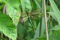 Somatochlora metallica