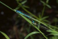 Coenagrion puella