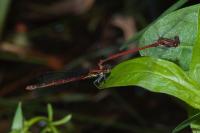 Pyrrhosoma nymphula