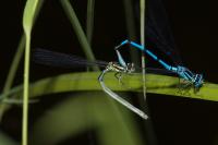 Coenagrion puella