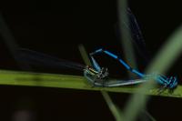 Coenagrion puella
