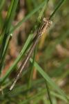 Platycnemis pennipes
