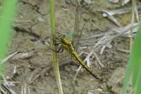 Orthetrum cancellatum
