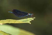 Calopteryx virgo virgo