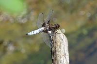 Libellula depressa