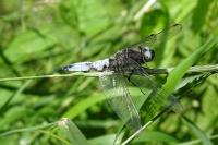 Libellula fulva