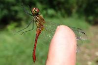 Sympetrum sanguineum