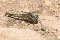 Orthetrum cancellatum