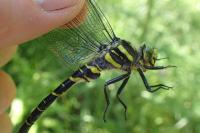 Cordulegaster boltonii