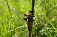 Libellula depressa