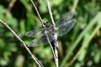 Libellula fulva