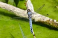 Orthetrum brunneum