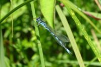 Coenagrion mercuriale