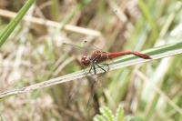 Sympetrum sanguineum