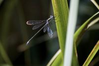 Lestes sponsa