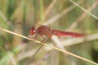 Crocothemis erythraea