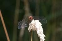 Sympetrum sanguineum