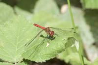 Sympetrum sanguineum