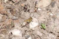 Sympetrum sanguineum
