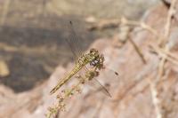 Sympetrum sanguineum