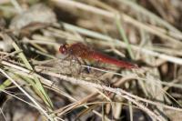 Crocothemis erythraea