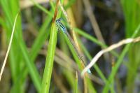 Ischnura pumilio