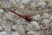 Sympetrum fonscolombii