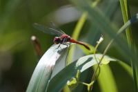 Sympetrum sanguineum
