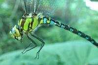 Aeshna cyanea