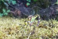 Aeshna cyanea