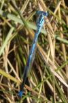 Erythromma lindenii