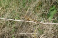 Crocothemis erythraea