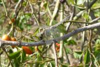 Orthetrum cancellatum