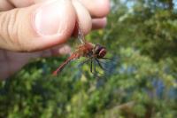 Sympetrum sanguineum