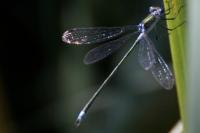 Lestes sponsa