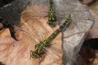 Aeshna cyanea