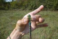 Anax imperator