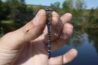 Aeshna mixta