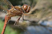 Sympetrum vulgatum