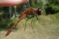 Sympetrum sanguineum