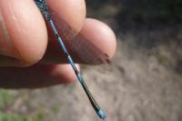 Erythromma lindenii