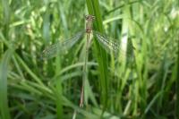 Chalcolestes viridis