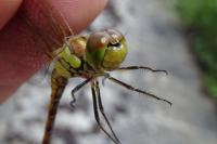 Sympetrum striolatum