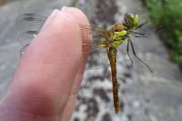 Sympetrum striolatum
