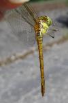 Sympetrum striolatum