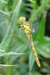 Sympetrum striolatum