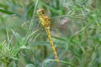 Sympetrum striolatum