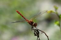 Sympetrum meridionale