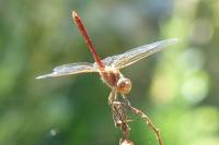 Sympetrum meridionale