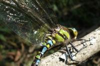 Aeshna cyanea